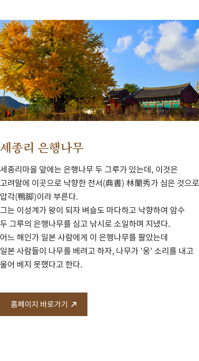 세종리 은행나무